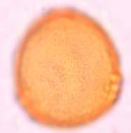 pubescens